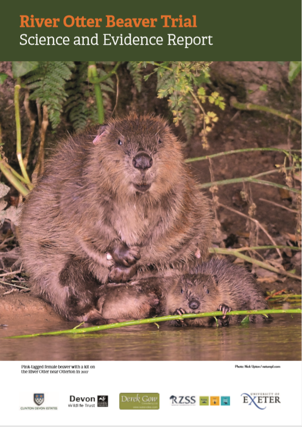 Beavers Being ‘Eradicated’ by Scottish Land Managers | IWB