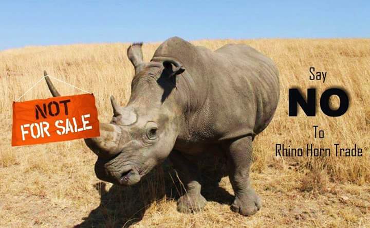Say No to Rhino Horn Trade