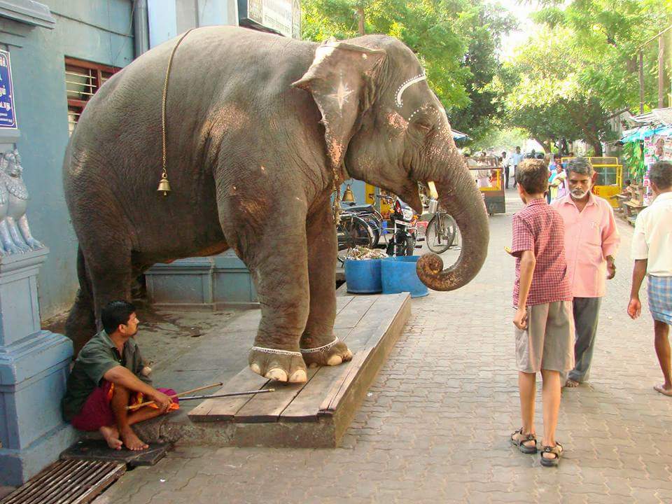 Elephant_Lakshmi