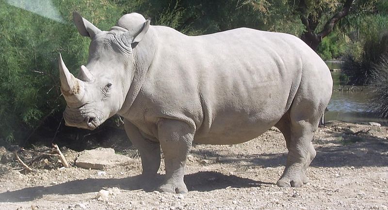 white-rhino