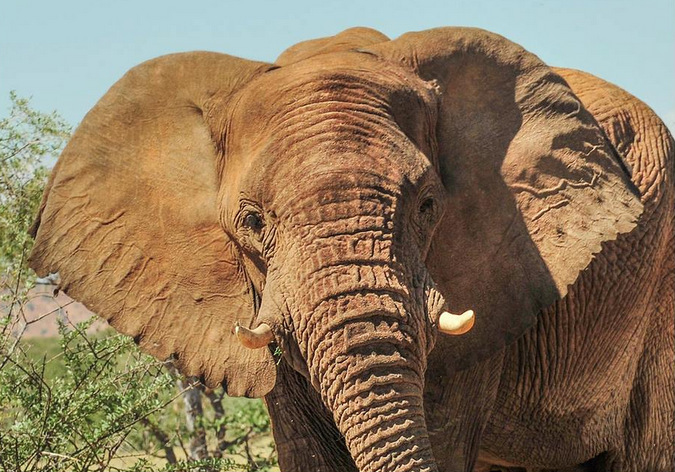 Trophy hunters kill two of Africa's biggest elephants in Botswana - Africa  Geographic